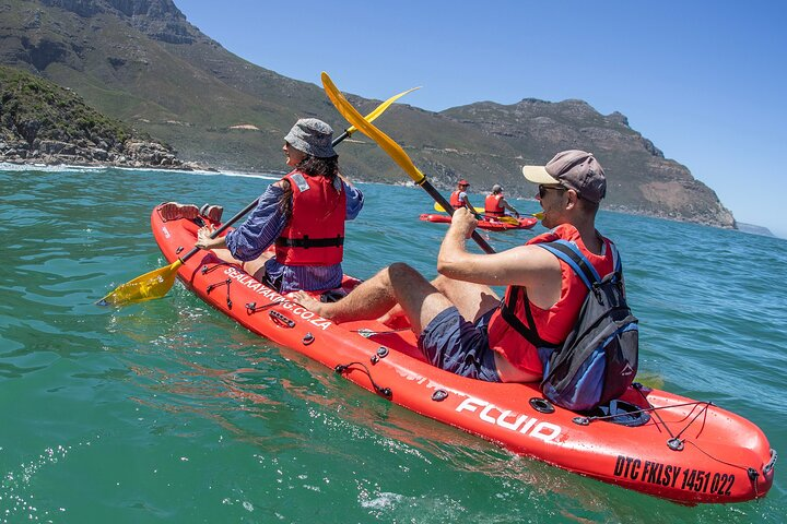 Kayaking with seals in Hout Bay, Cape Town